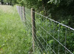 Schapengaas koopt u bij Rutjes Paardenboxen en omheiningen