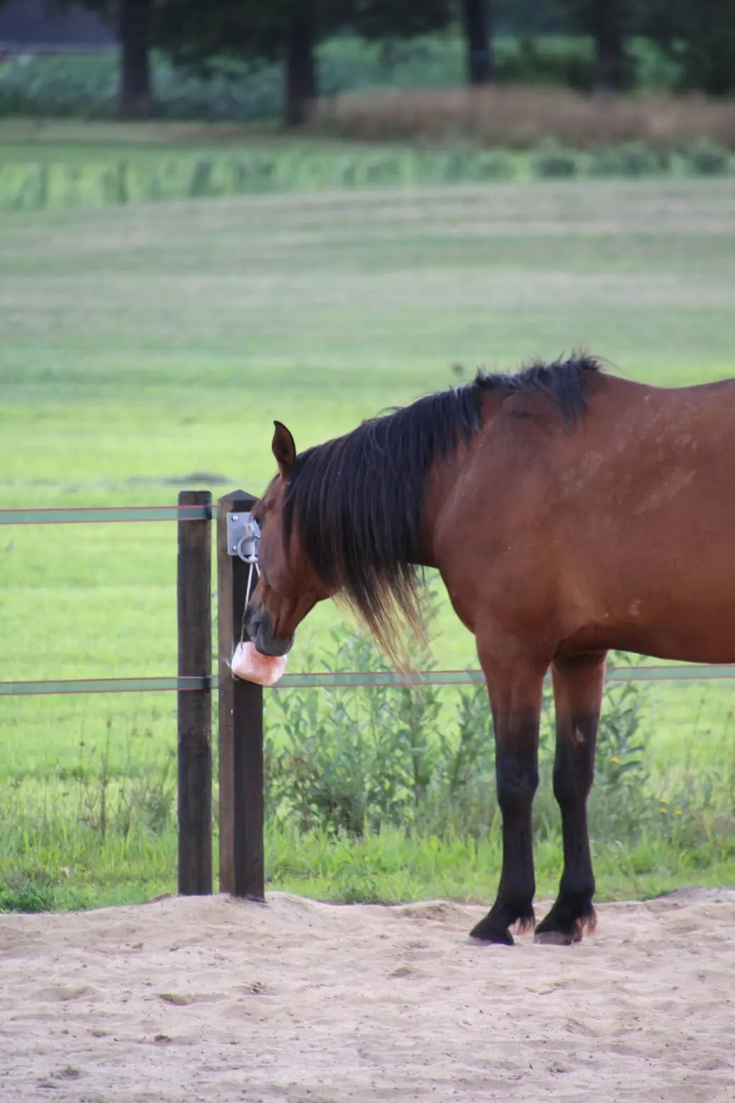 Paddock Paradise voerpalen
