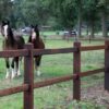 houten omheining paarden – paardenbak hekwerk