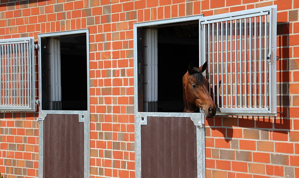 Paardenboxen met vrije uitloop