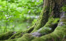 Een positieve bijdrage aan het klimaat | Rutjes Paardenboxen plant bomen