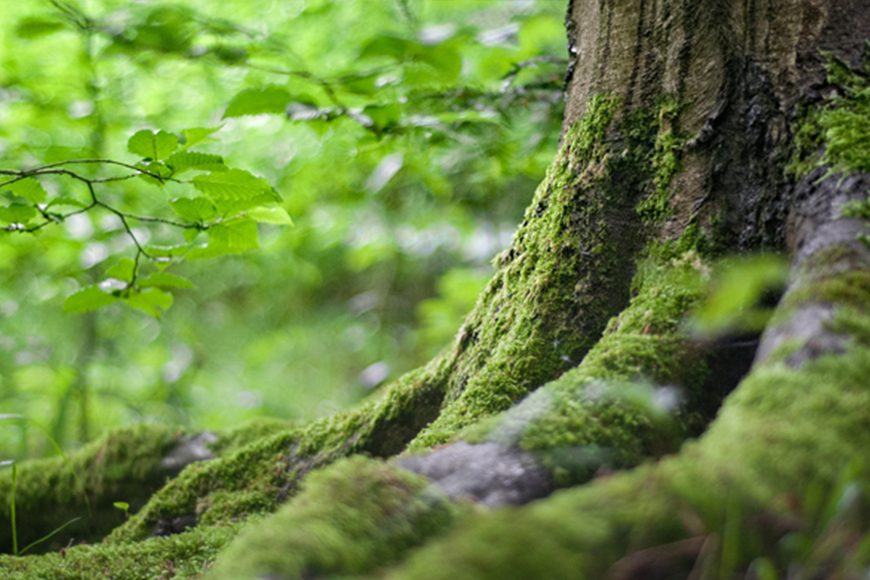 Een positieve bijdrage aan het klimaat | Rutjes Paardenboxen plant bomen