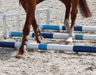 Cavaletti’s voor een effectieve training voor dressuur en springpaarden